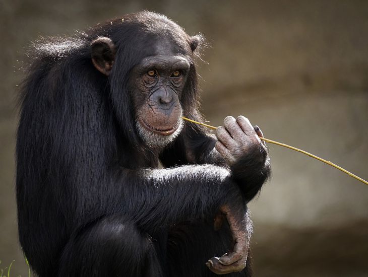 In der DR Kongo nehmen die Fälle von Affenpocken zu Affe