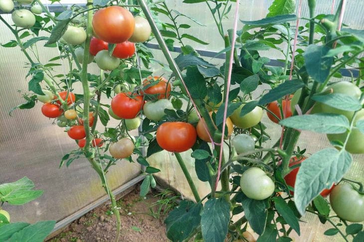 So schützen Sie Tomaten vor der Hitze: 5 einfache Tipps Tomaten