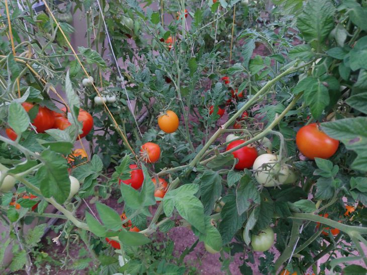 Warum die Tomatenblätter mit schwarzen Flecken bedeckt sind: Wir werden die Gründe herausfinden, bevor es zu spät ist Tomaten