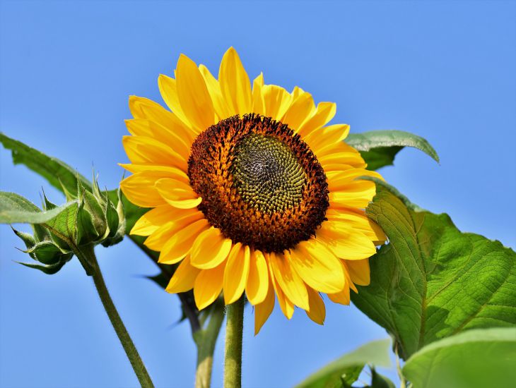 „Sie lieben die Sonne“: 3 Pflanzen, die in der vollen Sonne wachsen können Blume