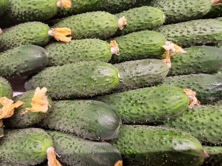 Zwei Gläser dieser Zutat – und die Gurken tragen unkontrolliert Früchte: Bis zum Spätherbst gibt es frische Salate Gurken