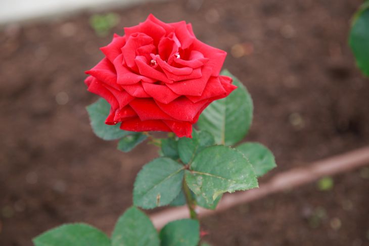 Eine Behandlung – und schon sind keine Spinnmilben mehr auf den Rosen: Die „Königin der Blumen“ wird begeistert sein Rose