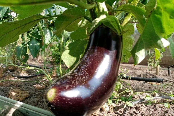 Warum Auberginen Früchte fallen lassen: Die Geheimnisse kleiner blauer Launen enthüllen Aubergine