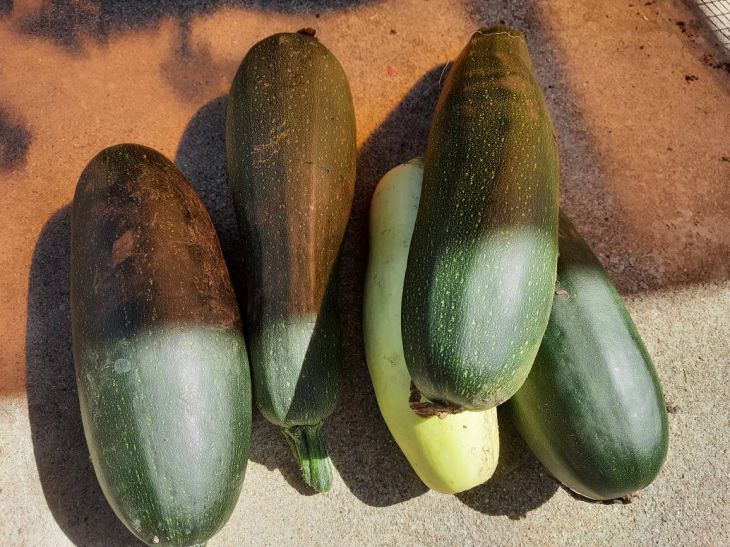 So verbessern Sie den Geschmack von Kürbiskaviar: Lifehacks von einem Koch Zucchini