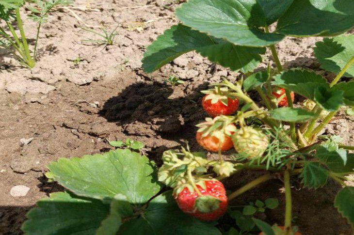 Was ist der beste Weg, Erdbeeren zu vermehren: antwortete ein Agronom Erdbeeren