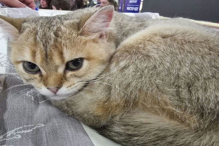 Wie man einer Katze die Angst vor Gästen entwöhnt: Geheimnisse, wie man aus einem schüchternen Schnurren eine gastfreundliche Gastgeberin macht Katze