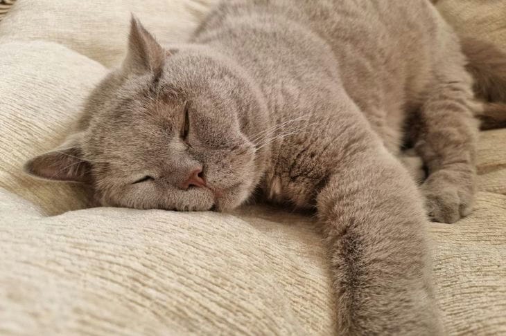 So erkennen Sie, ob eine Katze gestresst ist: Ratschläge von Tierärzten und Felinologen Katze