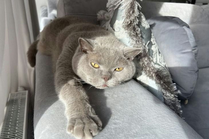 Wie man einer Katze schnell beibringt, die Katzentoilette zu benutzen: Geheimnisse der Felinologen für perfekte Sauberkeit Katze