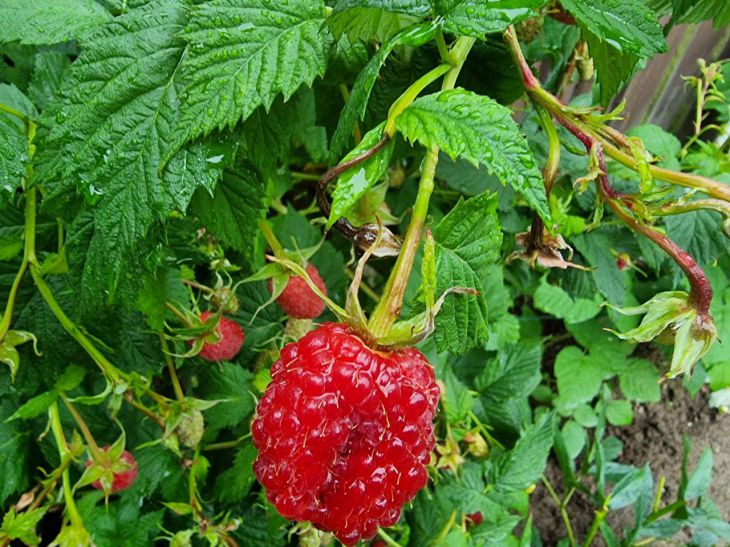 Tun Sie dies jetzt mit Ihren Himbeersträuchern, wenn Ihnen im nächsten Jahr nicht die Beeren ausgehen sollen. Himbeere