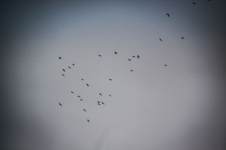 Volkszeichen für den 27. August 2024: Was fliegende Vögel sagen Vögel
