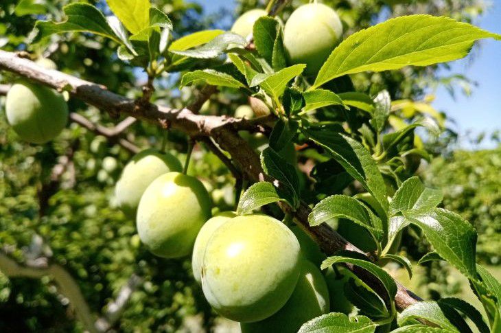 Warum Pflaumen keine Früchte tragen: Ein Agrarwissenschaftler nannte das Hauptproblem Pflaume