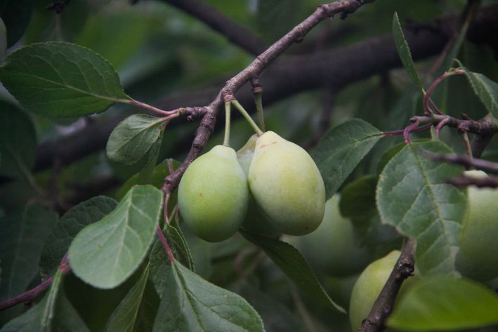 Pflaumen verfaulen direkt an den Zweigen: So retten Sie einen Obstbaum Pflaume