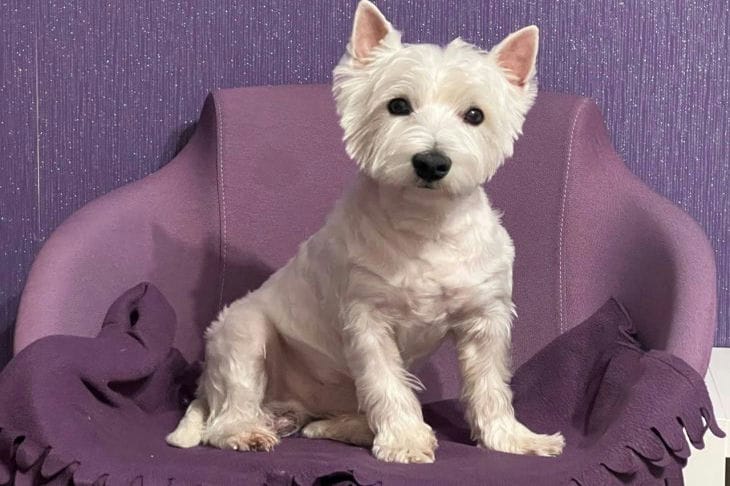 Wie man sich schnell mit dem Hund eines anderen anfreundet: Geheimnisse des sofortigen Vertrauens eines vierbeinigen Freundes Hund