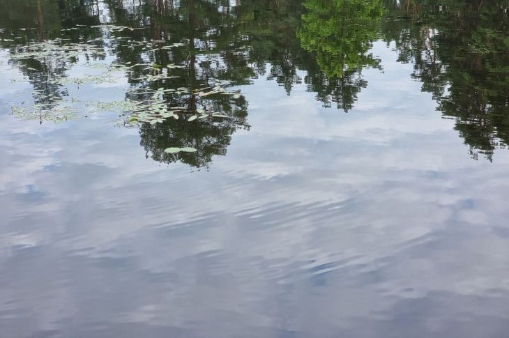 So verhindern Sie, dass Wasser in einem Fass auf der Datscha blüht: wirksame Ratschläge Wasser