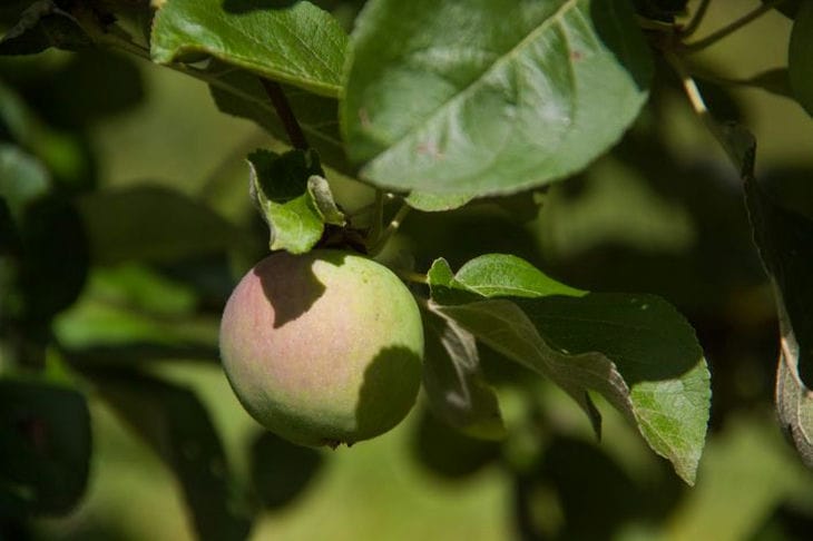 Warum verrotten Äpfel direkt am Apfelbaum: das geheime Leben von Gartenschädlingen Apfel