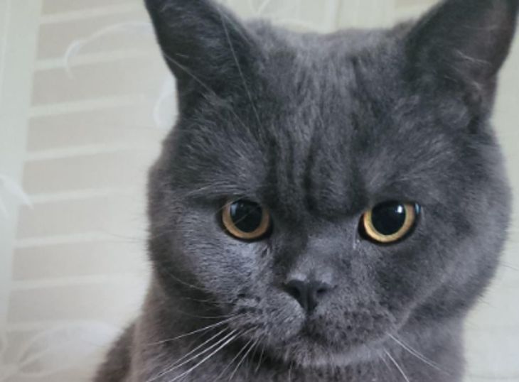 Handlungen des Besitzers, die die Katze bis ins Mark verblüffen Katze