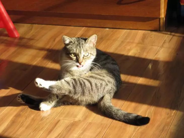 5 erstaunliche Fakten über Katzenschwänze, die Sie nicht wussten Katze