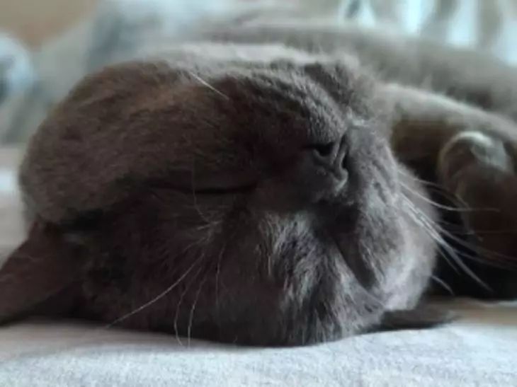 Von lustig bis gefährlich: Was Sie über zuckende Schnurrhaare und Pfoten bei Katzen im Schlaf wissen müssen Katze