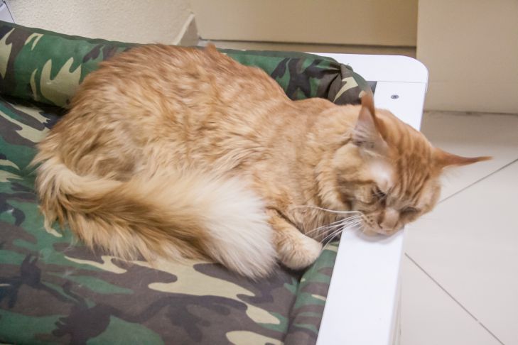 Diese 5 Anzeichen dafür, dass dieses Futter nicht für Ihre Katze geeignet ist Katze