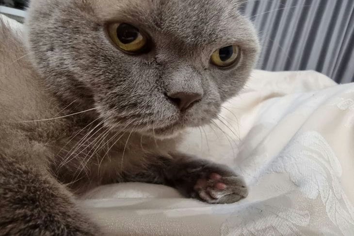 Was bedeutet es, wenn eine Katze bei Ihnen schläft: ein Ausdruck von Vertrauen und Liebe Katze
