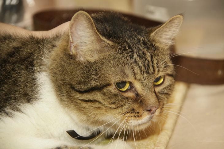 Wie hoch ist die Intelligenz von Katzen? Die Geheimnisse des Katzengeistes entschlüsseln Katze