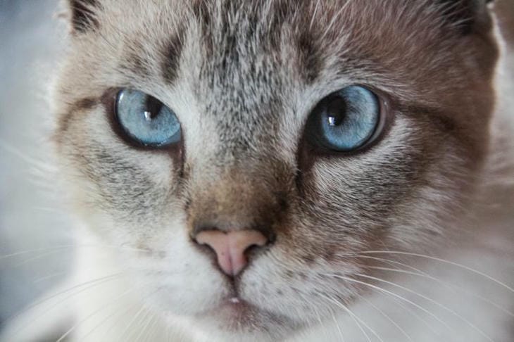 Welchen Geruch lieben Katzen am meisten: Geheimnisse, wie man pelzige Haustiere anlockt Katze