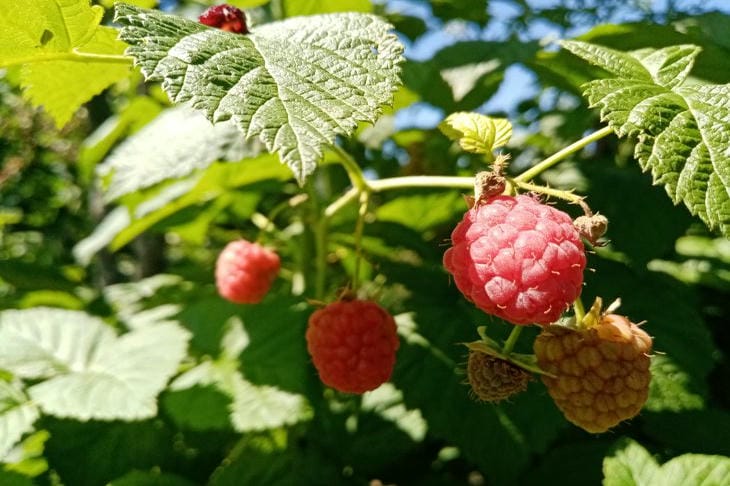 Was tun mit Himbeeren nach der Fruchtbildung: Geheimnisse einer erfolgreichen Pflege Himbeere