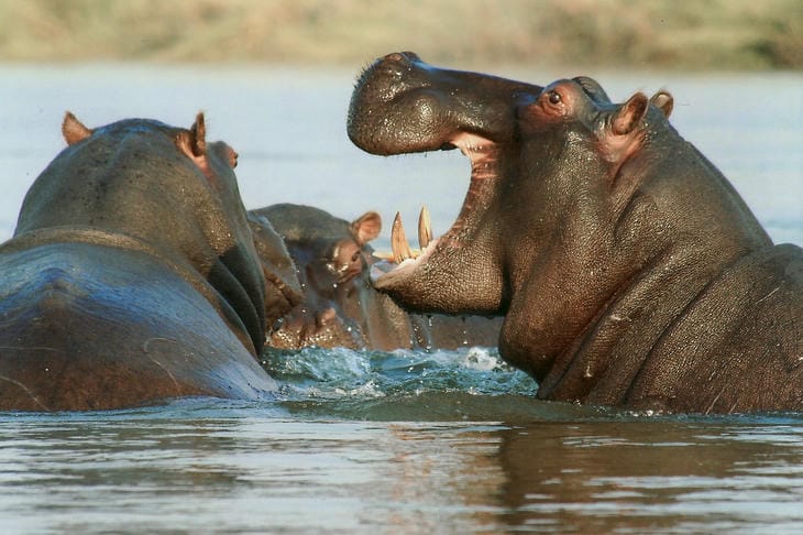 Die gefährlichsten Tiere der Welt: und wo sie leben Nilpferd