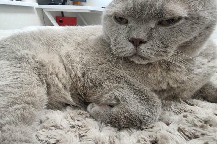 So verstehen Sie, dass eine Katze Sie nicht liebt: Die geheimen Signale eines pelzigen Feindes entschlüsseln Katze