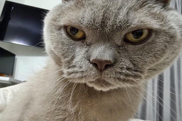 Warum Katzen schnurren: Ihre Katzensprache enträtseln Katze