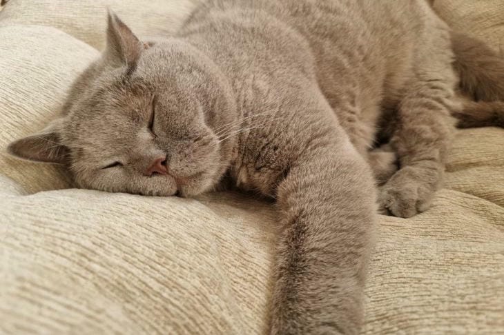 Wie Katzen die Welt sehen: Erstaunliche Fakten über das Sehvermögen von Katzen Katze