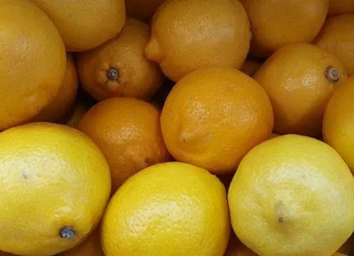 Warum Zimmerzitronen keine Früchte tragen: 5 unerwartete Gründe, die Sie kennen müssen Zitrone