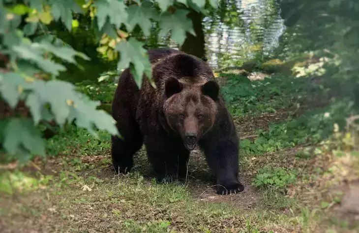 In der Region Penza wurden Einzelheiten über den Tod eines Bärenjungen bekannt gegeben tragen