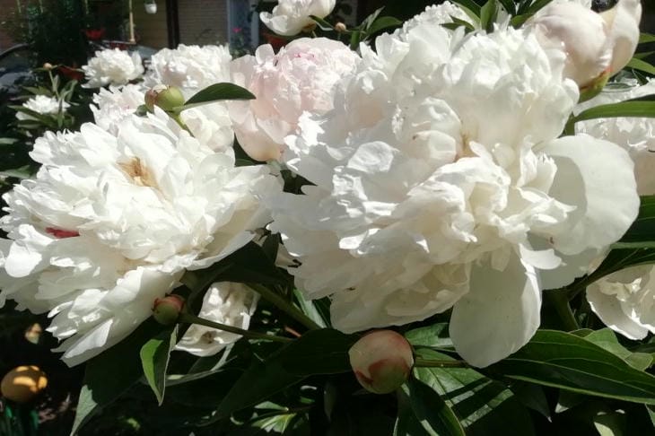 So pflanzen Sie Pfingstrosen im Herbst richtig um: Geheimnisse der Gartenzauberer für eine luxuriöse Blüte Pfingstrosen