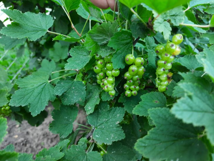 Die Beeren werden die Größe von Himbeeren haben: Was tun mit schwarzen Johannisbeeren im Herbst, um im nächsten Jahr eine reiche Ernte zu erzielen? Johannisbeere