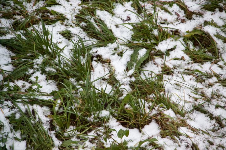 Volkszeichen für den 8. Oktober 2024: Was der erste Schnee anzeigt Schnee