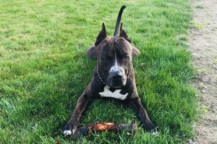 Warum Sie Ihren Hund nicht an Stäbchen kauen lassen sollten: Versteckte Gefahren Ihrer Lieblingsbeschäftigung mit Hunden Hund