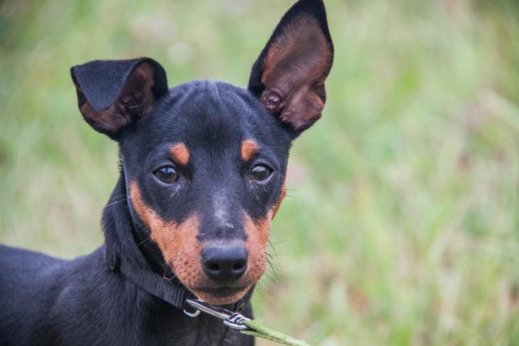 Welches Alter ist am besten für die Adoption eines Hundes geeignet: Auswahl des idealen Vierbeiners Hund