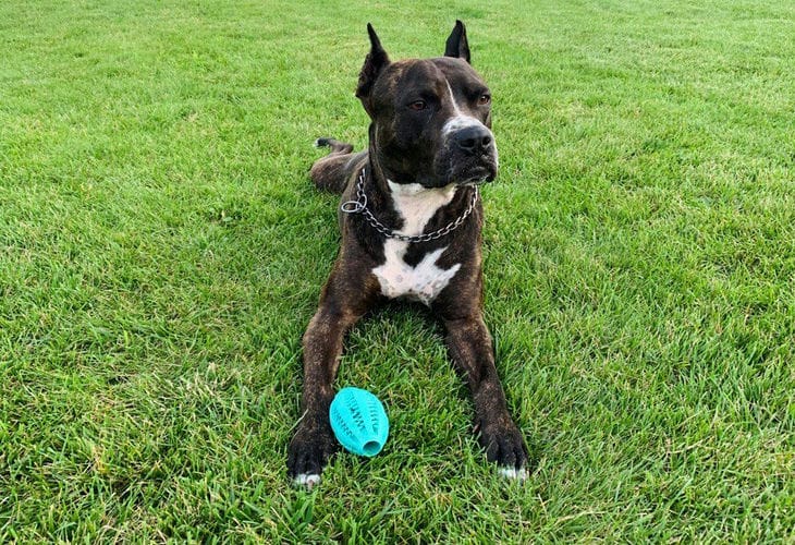 Wie man einem Hund das Apportieren beibringt: ein Hinweis für Hundezüchter Hund