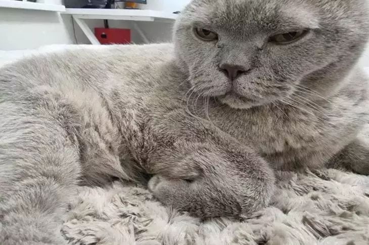 So erkennen Sie, dass Ihre Katze absolut gesund ist: offensichtliche Anzeichen, die kaum zu übersehen sind Katze