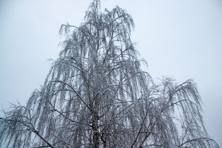Volkszeichen für den 23. November 2024: Was bedeutet die Fülle an Frost? Frost
