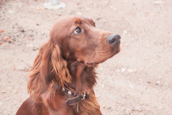 Wie erkennt man, dass ein Hund Zahnprobleme hat: Krankheitsursachen und Symptome Hund