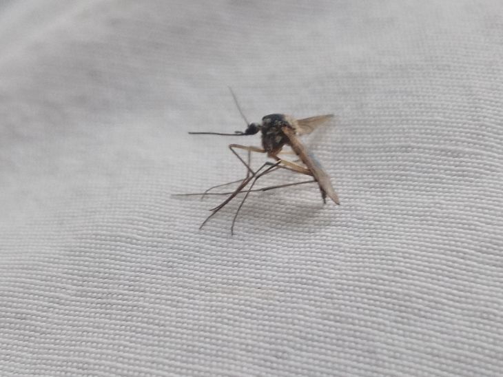 Moskauer erklärten das Auftauchen von Mücken im Schnee im Dezember Moskito