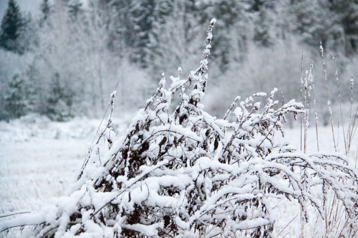 Welcher Feiertag ist heute: 23. Dezember 2024 – Ereignisse und Zeichen des Tages von Mina der Beredsamen Natur