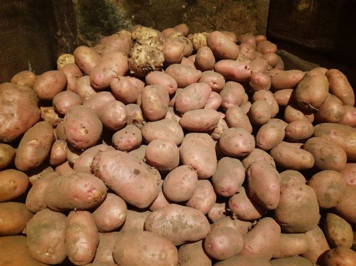 Ist es möglich, Kartoffeln neben Zwiebeln zu lagern: Tipps für die richtige Lagerung von Gemüse Kartoffel