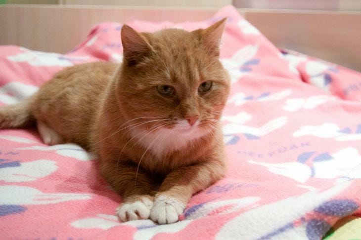 Warum die Katze anfing, an allem zu schnüffeln: versteckte Signale, die Ihr Haustier gibt Katze