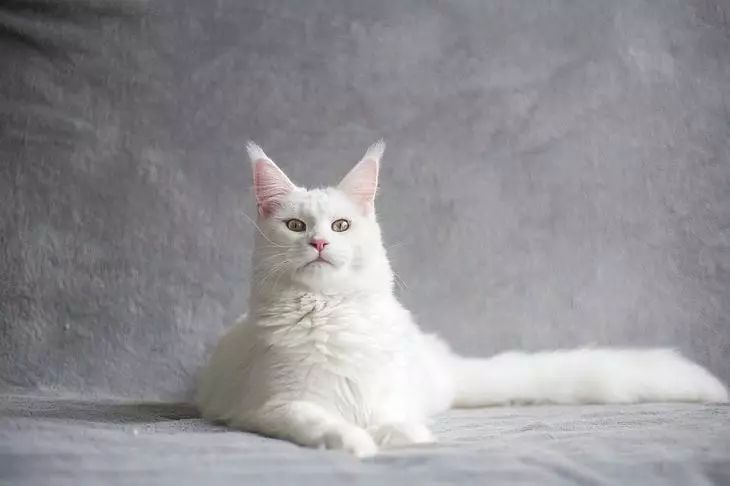 Ist die Maine Coon gefährlich für den Menschen: Sollten wir Angst vor dieser Katze haben? Katze