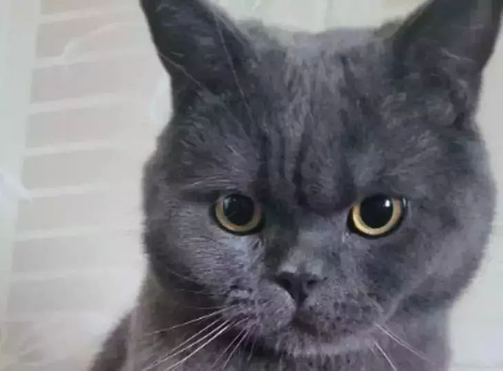 Lieben Katzen es, wenn man mit ihnen spricht: Was ist wichtig zu wissen? Katze