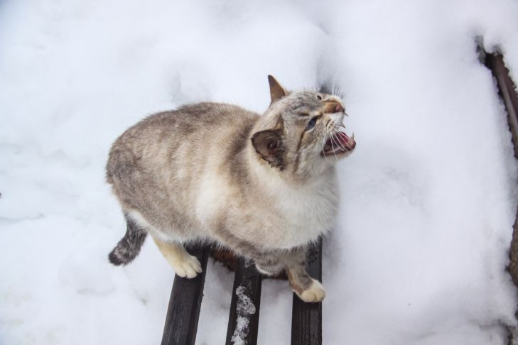 Warum Katzen niesen: So helfen Sie Ihrem Haustier Katze
