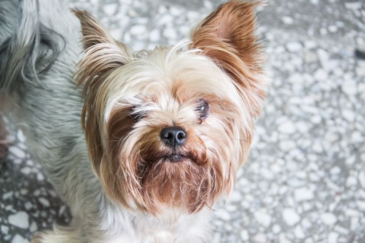 Sie haaren nicht und riechen nicht: 5 geeignete Hunderassen für die anspruchsvollsten Besitzer York